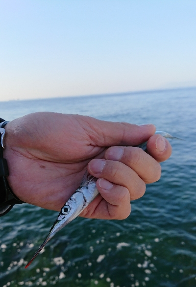 他の日は釣れてるのかな？