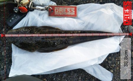 太刀魚やいまだ釣れています。アオリイカなど…