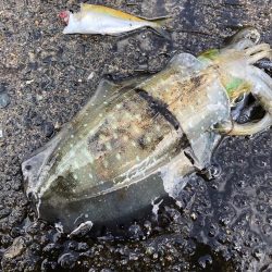 満月大潮なので・・・