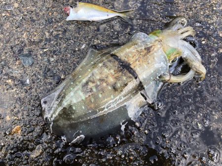 満月大潮なので・・・