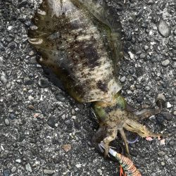 アオリイカお持ち帰り(^^)