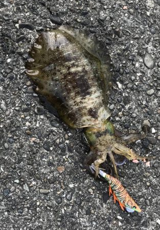 アオリイカお持ち帰り(^^)