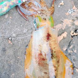 丹後半島夕マズメ&朝マズメ釣行！