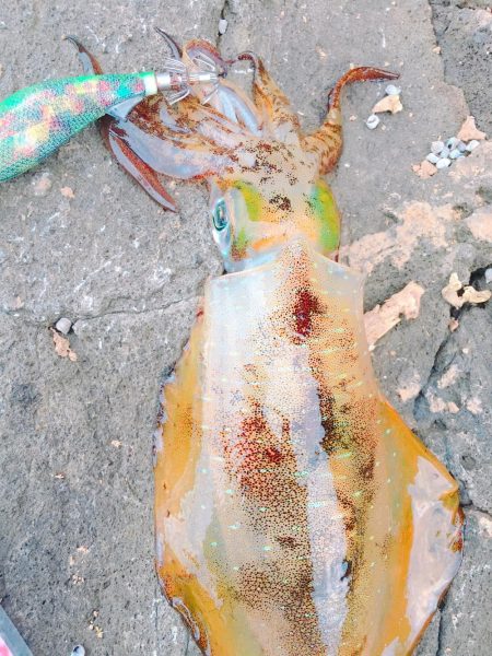 丹後半島夕マズメ&朝マズメ釣行！