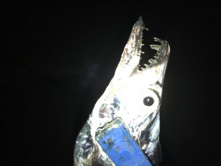 タチウオ×9からのサバ3