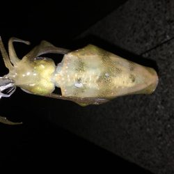 仕事帰りエギング