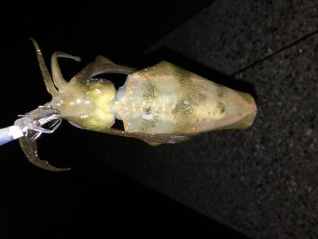 仕事帰りエギング