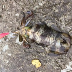 またまた磯にて