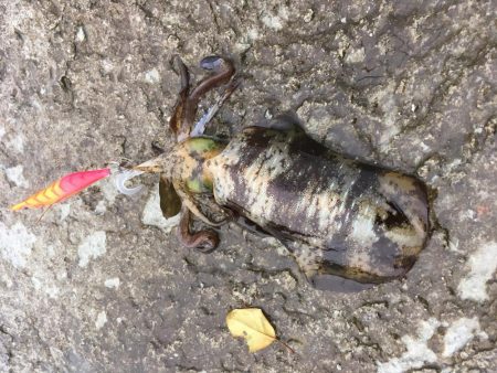 またまた磯にて