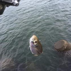 フカセ釣りチヌ