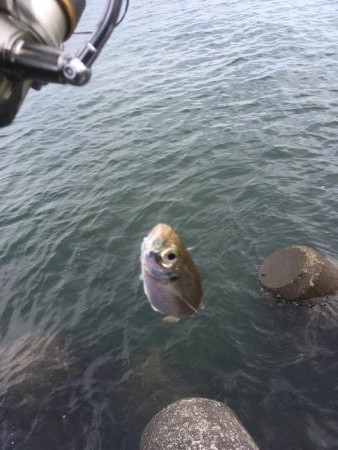 フカセ釣りチヌ