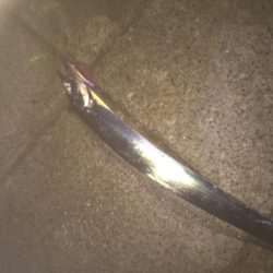 ハードルアーでもタチウオ