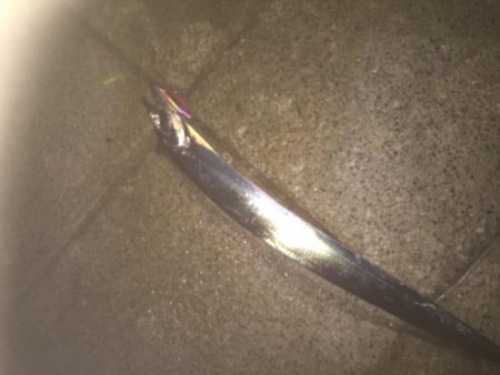 ハードルアーでもタチウオ