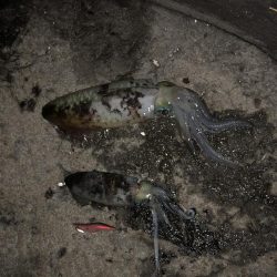 今年ラストの秋イカ