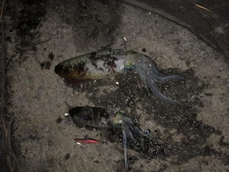 今年ラストの秋イカ