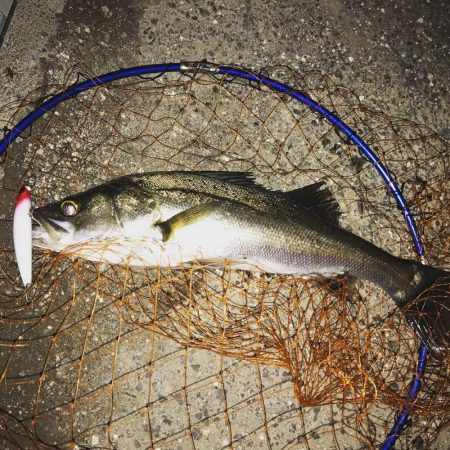 シーバス釣行遠征