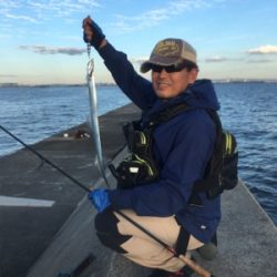 ウミガメにご注意を。