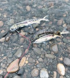 寒河江川鮭有効活用調査