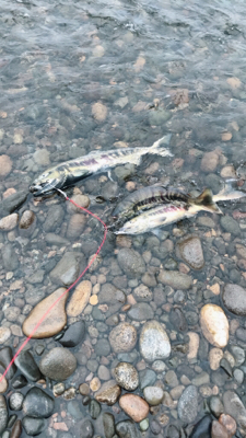 寒河江川鮭有効活用調査