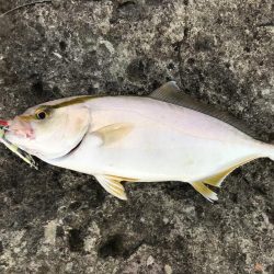 アオリ、ケンサキ、シオ