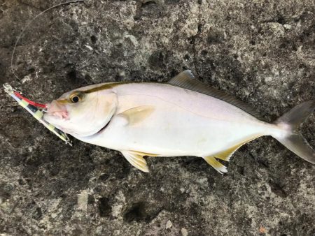 アオリ、ケンサキ、シオ