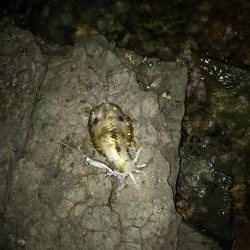 暇なのでちょいとイカ釣り！