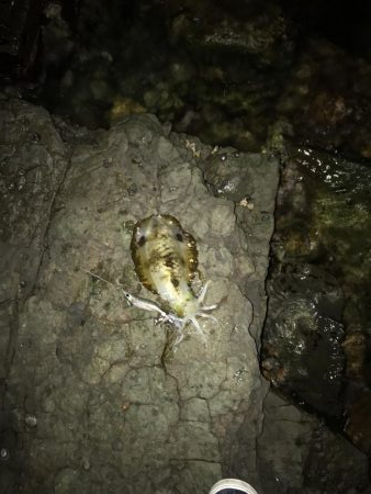 暇なのでちょいとイカ釣り！