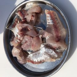 タチウオ入れ食い