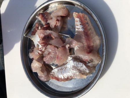 タチウオ入れ食い