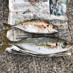 狙いの獲物!尺アジ