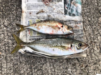 狙いの獲物!尺アジ