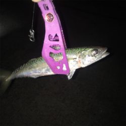 大阪奥湾アジング