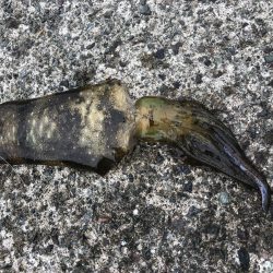 釣り日和なのに渋い