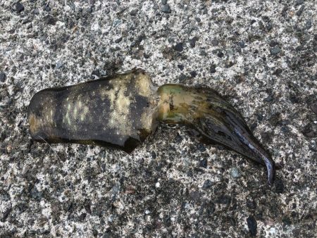 釣り日和なのに渋い