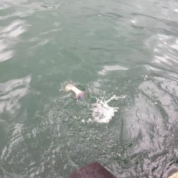 タチウオとシーバス