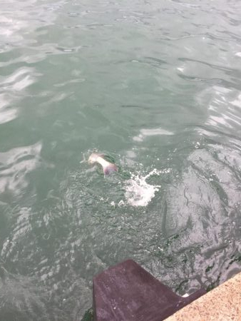 タチウオとシーバス