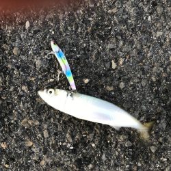 プリプリのサゴシ