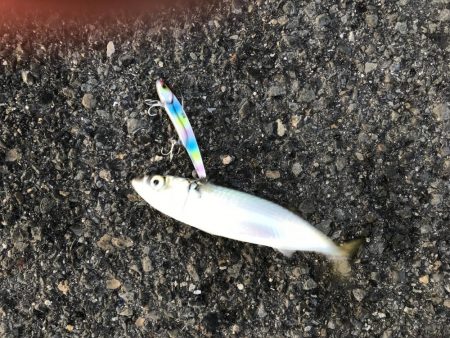 プリプリのサゴシ