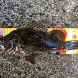 逃げのロックフィッシュ