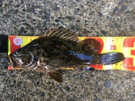 逃げのロックフィッシュ