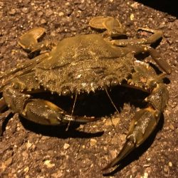 イカ３種＋渡蟹