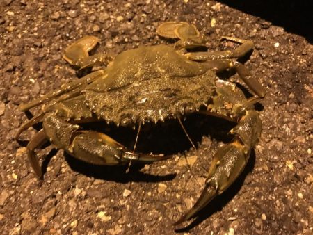 イカ３種＋渡蟹