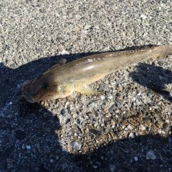 ちょい投げでタコ