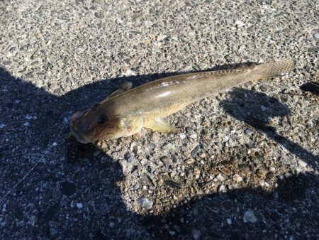 ちょい投げでタコ