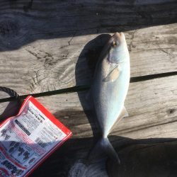 鳴門ウチノ海筏でダンゴ釣り・泳がせ釣り