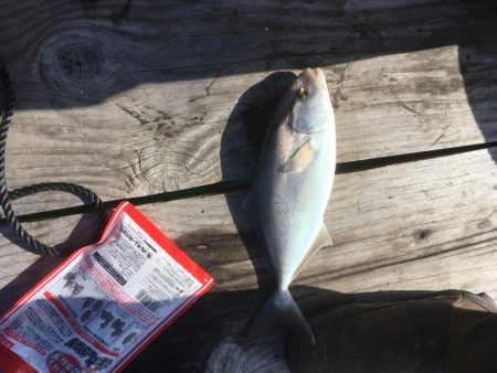 鳴門ウチノ海筏でダンゴ釣り・泳がせ釣り