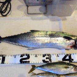 ライトショアジギング