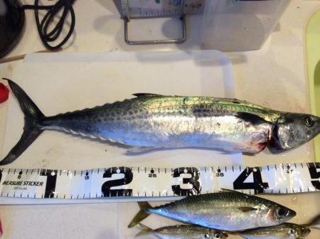 ライトショアジギング