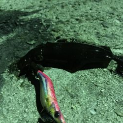 アオリ、アナゴ、小鯛、キス