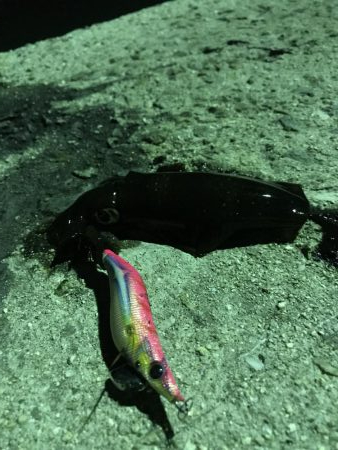 アオリ、アナゴ、小鯛、キス